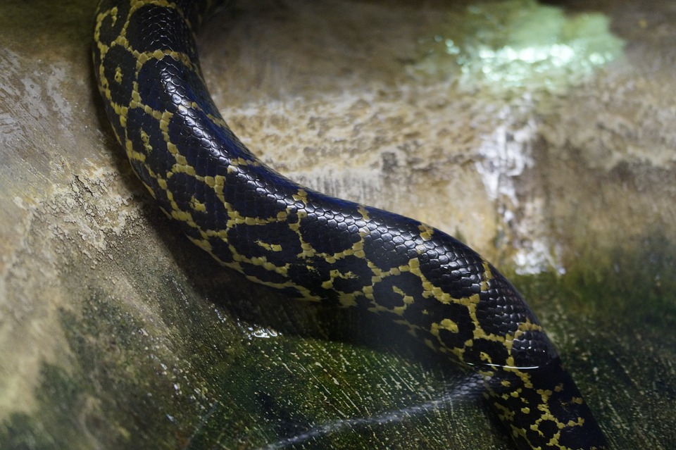 A python snake